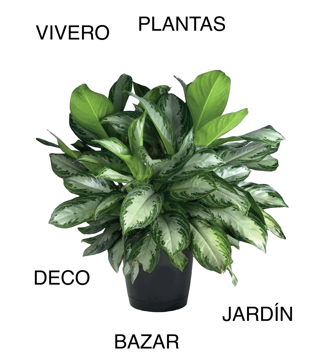 Aglaonema plant with variegated leaves - Mercado Botánico