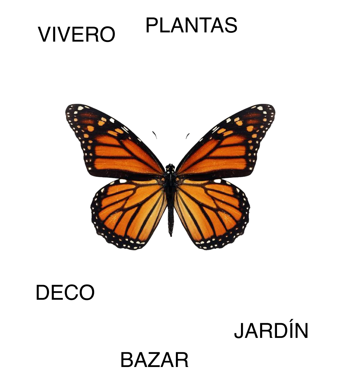 Monarch butterfly with open wings - Mercado Botánico