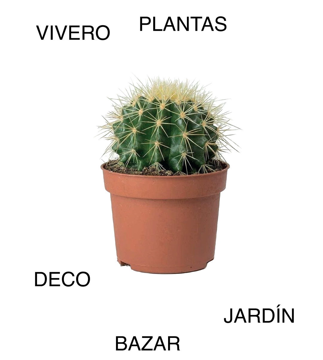 Small barrel cactus in a pot - Mercado Botánico