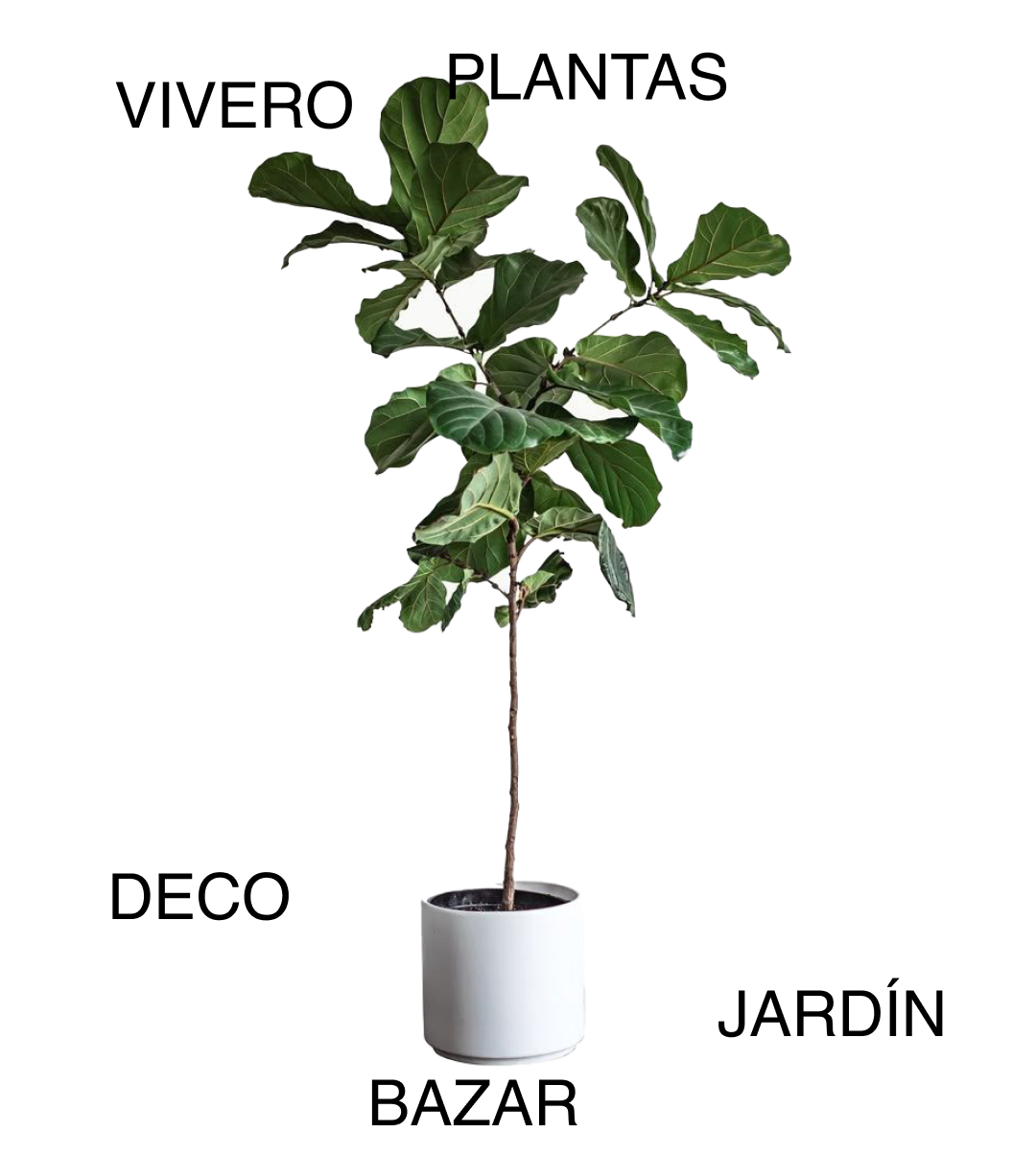 Fiddle-leaf Fig plant in a white pot - Mercado Botánico
