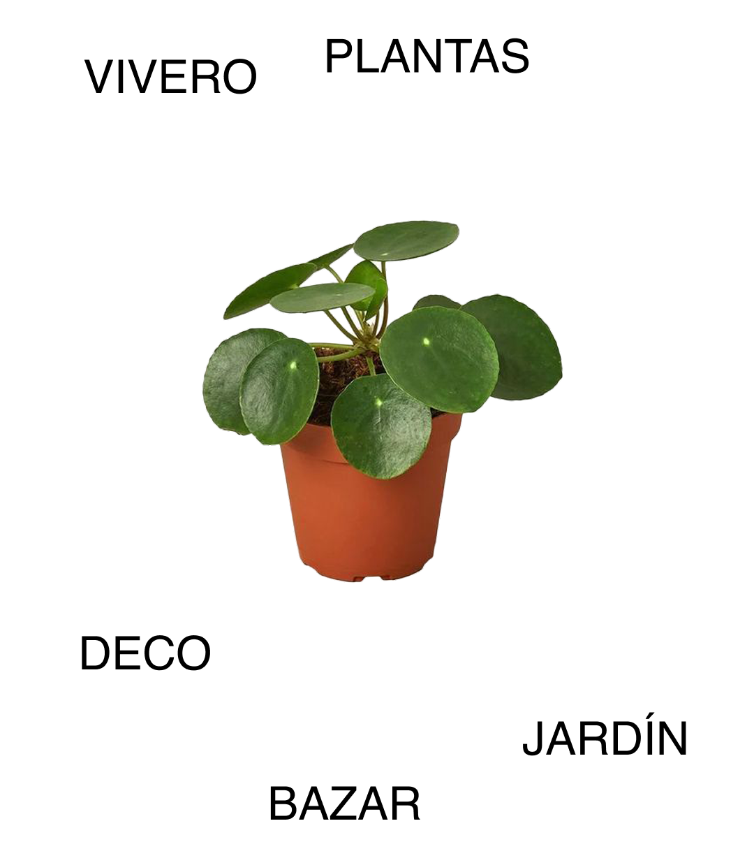 Pilea Peperomioides (Chinese Money Plant) - Mercado Botánico